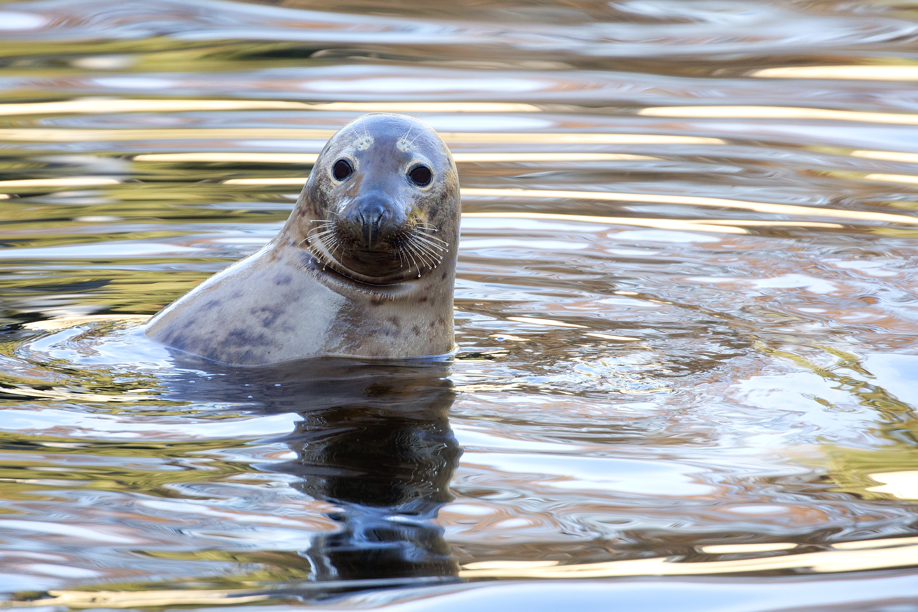 Seal In The Wild XS5RN6U