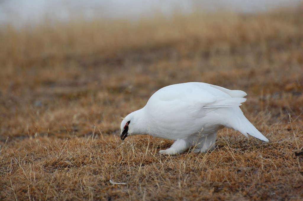 Ptarmigan in Bylot Island 