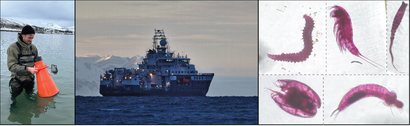 Joel Vikberg Wernström (left) is a biologist, PhD Fellow at UiT and lead author on the new paper on meiofauna biodiversity. Sampling was done from the Norwegian ship R/V Kronprins Haakon (middle). Meiofauna specimens (right) were plentiful in the samples and we now know much more about the factors which shape their communities in the Barents Sea.